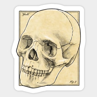 Anatomy textbook skull Sticker